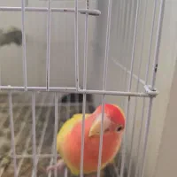 طوطی برزیلی ماده تخم گذار|پرنده|بندر کنگان, |دیوار