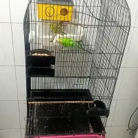 فوری|پرنده|ری, دولتآباد|دیوار