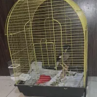 مرغ مینا سخنگو|پرنده|اهواز, زیتون کارمندی|دیوار