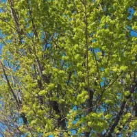 هرس انواع درختان.خرید چوب