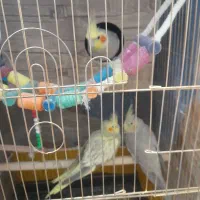 دوهفته عروس هلندی بایه جفت تخم گذاشته بقیمت|پرنده|شاهرود, |دیوار