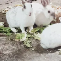 خرگوش  بازیگوش