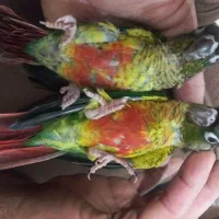 جوجه گرینچیک