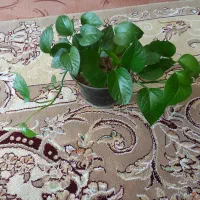 گل پتوس بسیارزیبا