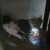 ۱جفت کله سیاه