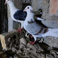 جفت دوبال آلمانی درشت وخوشگل تضمین