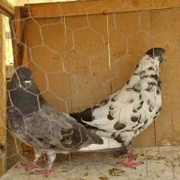 دوجفت کفتر|پرنده|تهران, صد دستگاه|دیوار