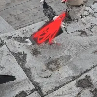 کبوتر گمشده