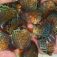 دیسکس از سایز ۲ اینچ تا اورسایز|ماهی|اصفهان, ابر|دیوار