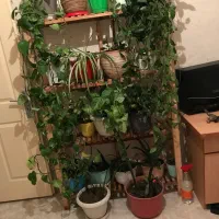 ۲۰عدد گل به همراه استند نگهدارنده