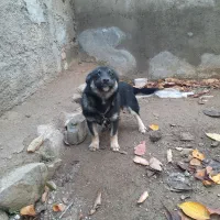 سک گرگی پاکوتاه|سگ|گرمی, |دیوار