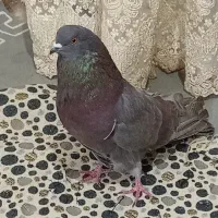 تهرانی نوک ریز بی عیب|پرنده|قزوین, |دیوار