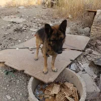 واگذاری|سگ|پاکدشت, خاتون آباد|دیوار