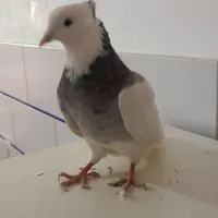 کبوتر طوقی بدونه قلط