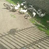 جوجه غاز|حیوانات مزرعه|بهشهر, |دیوار