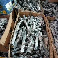 زغال پسته قلم سفید درجه یک