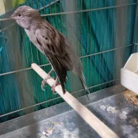 قناری دوساله دهن سر لر بخون دهن ایوب رحمتی|پرنده|بومهن, |دیوار