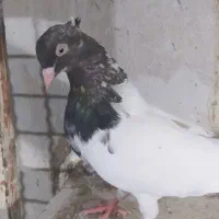 کبوتر ماده