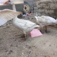 غاز