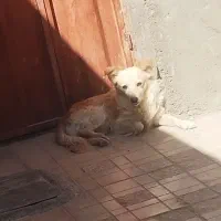 فروش سگ یا معاوضه با حیون کفتر یا هرچی