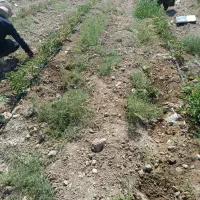 سرکارگری کشاورزی،درببهان وگچساران