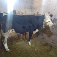 گاو گوساله ماده