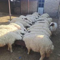 بره پروار