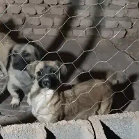 سگ اشپیتز پامر|سگ|کرمان, |دیوار