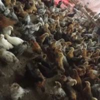 جوجه محلی و گلپایگان