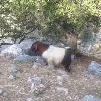 فروشی حیوان چپش|حیوانات مزرعه|لوداب, |دیوار