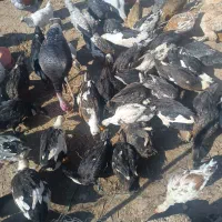 فروش اردک ۶ماهه