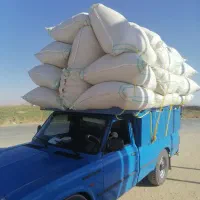 کاه نرم گوسفندی