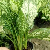 گل طبیعی آگلونما برفی گلدون ۱۴|گل و گیاه طبیعی|زرگرشهر, |دیوار