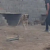 سگ سرابی نگهبان
