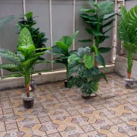 اینجا تک به قیمت عمده درختچه برگ وارداتی بخر