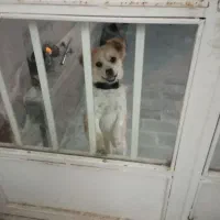 سگ شستزو|سگ|مراغه, |دیوار