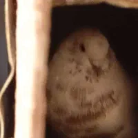 فروش کبوتر کلدمب سبز پرشی