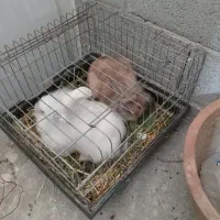 خرگوش لپی|موش و خرگوش|ارومیه, |دیوار