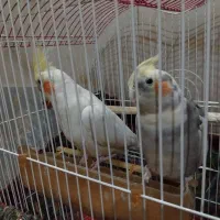 عروس هلندی نر و ماده|پرنده|شیراز, شهرک سعدی|دیوار