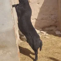 بره قوچ قره قزل اصل جنس موفر موسیم ،فوق درشت