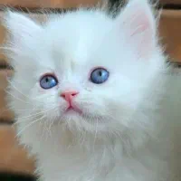 واگذاری گربه چشم آبی