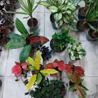 گل یوکای ابلق بنسای اسکاندیس میکانز