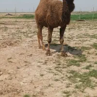 فروش شترچاق