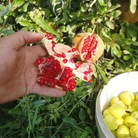 آب انار طبیعی ساوه|خوردنی و آشامیدنی|ساوه, |دیوار