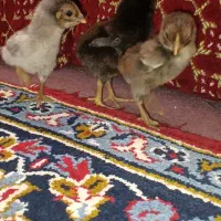 جوجه لاری|حیوانات مزرعه|قیدار, |دیوار