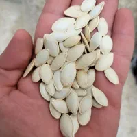 تخمه کدو پر مغز