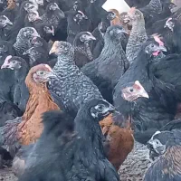 جوجه گلپایگانی تاقچه +مرغ و خروس جهادی+گلپایگانی