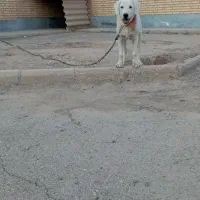 توله 4.5 ماهه
