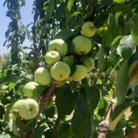 باغ ویلا 1500 متر در دهکده سبر امند فروش یا معاوضه|فروش خانه و ویلا|صوفیان, |دیوار