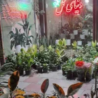 دنیای گل احمدی